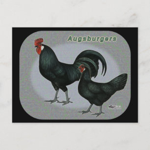 Augsburger Fowl Postcard