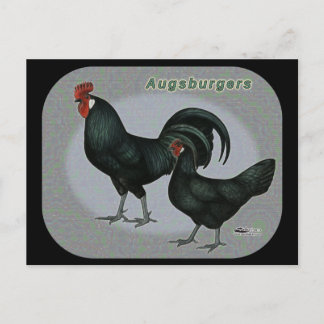 Augsburger Fowl Postcard
