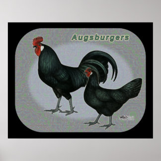 Augsburger Fowl Poster