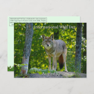 August 13 - International Wolf Day Holiday Postcard