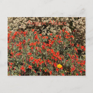 August Ablaze Postcard