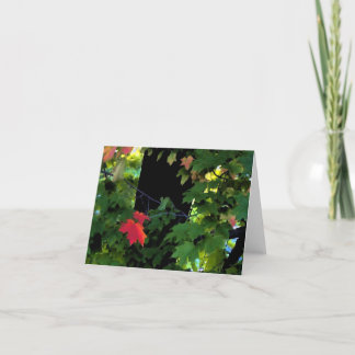 August Autumn Notecards