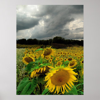 August rain,Sunflowers, Print