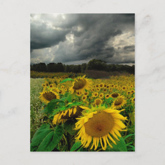 August storm , postcard