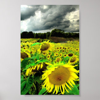 August storm,poster poster