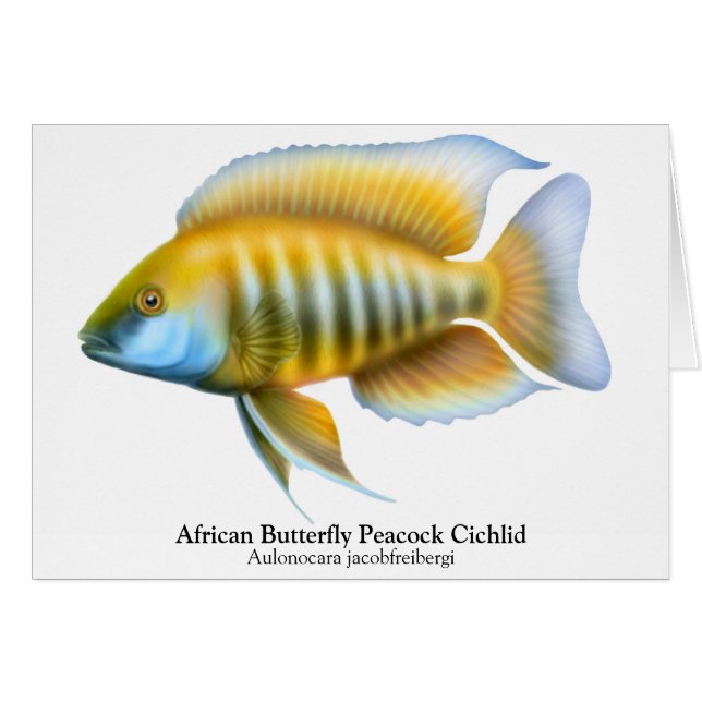 Aulonocara jacobfreibergi Peacock Cichlid Card (Front Horizontal)