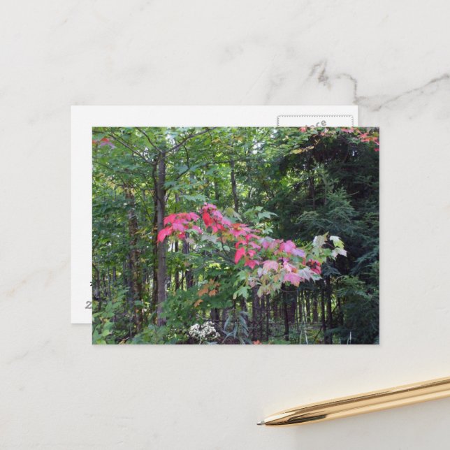 Aunt's Pretty Autumn Leaves on Tree Postcard (Front/Back In Situ)