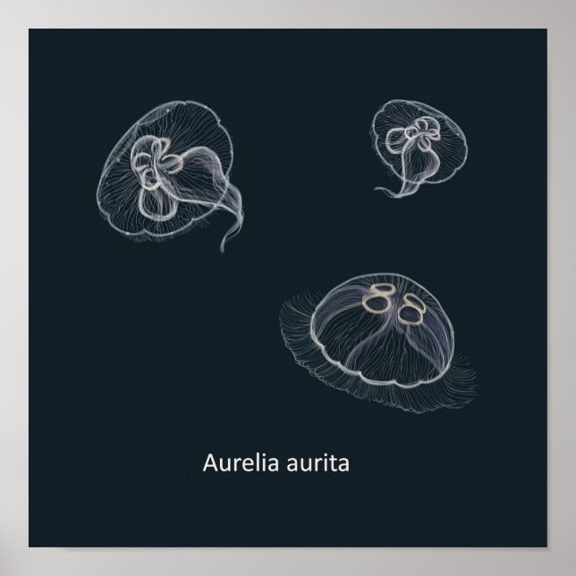 Aurelia aurita Educational Poster  (Front)