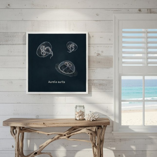 Aurelia aurita Educational Poster  (Creator Uploaded)