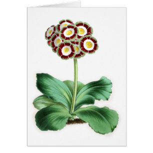 Auricula, Peter Campbell