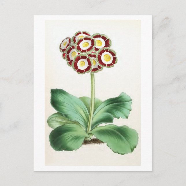 "Auricula" Vintage Flower Illustration Postcard (Front)