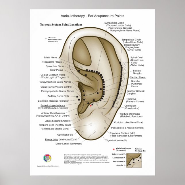 Auriculotherapy Ear Acupuncture Poster (Front)