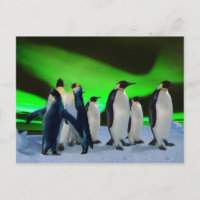 Aurora borealis and penguins