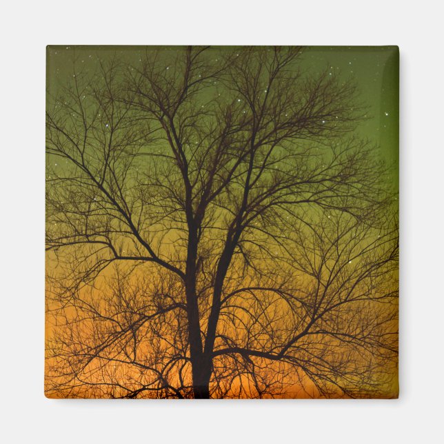 Aurora Borealis & Cottonwood Tree Magnet (Front)