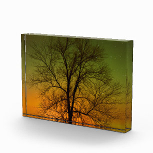 Aurora Borealis & Cottonwood Tree Photo Block