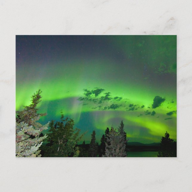 Aurora borealis over boreal forest postcard (Front)
