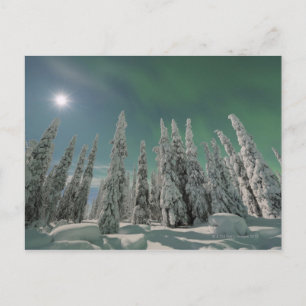 Aurora Borealis Postcard