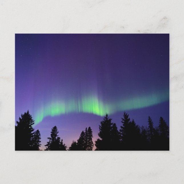 Aurora Borealis & Trees | Manitoba, Canada Postcard (Front)