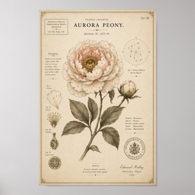 Aurora Peony Victorian Botanical Museum Print (Front)