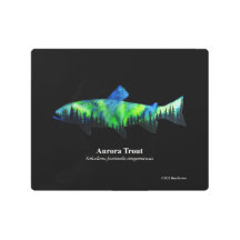 Aurora Trout; Metal Print; Black; 10"x8"