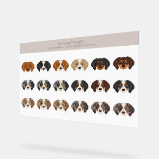 Aussalier dog mix acrylic sign