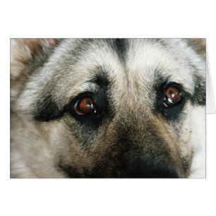 Aussie Close Up Eyes