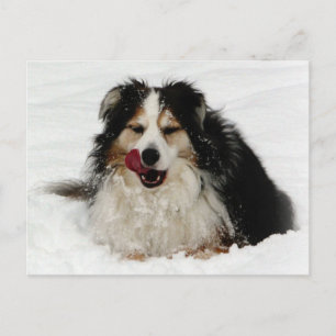 Aussie Dog Tongue Postcard