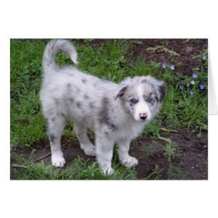 Aussie Puppy