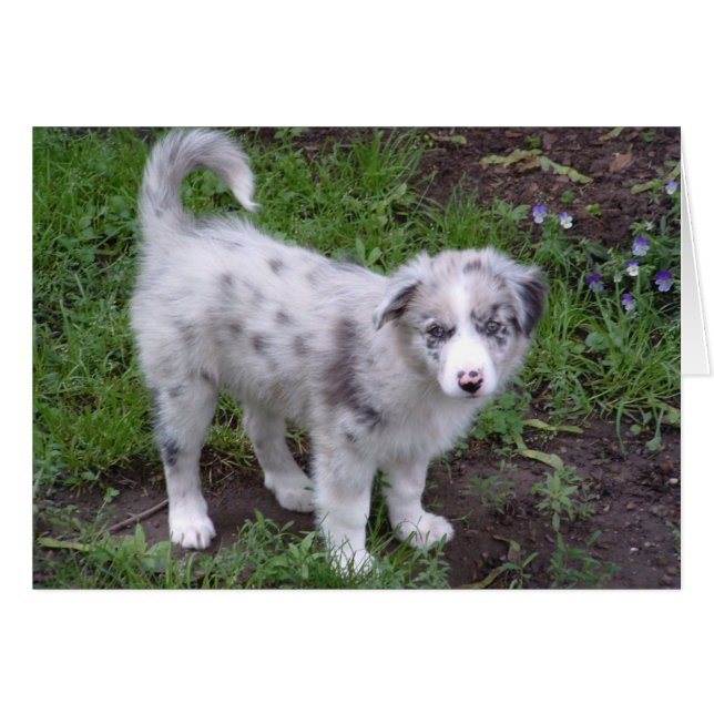 Aussie Puppy (Front Horizontal)