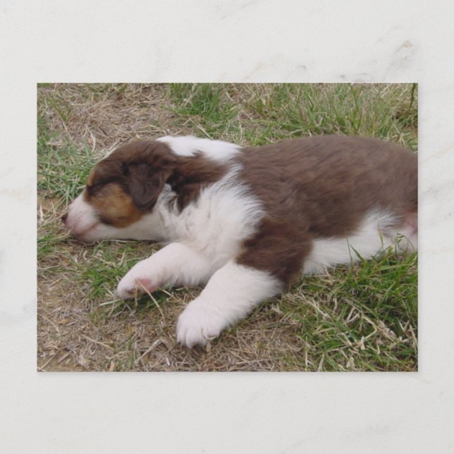aussie puppy sleeping postcard (Front)