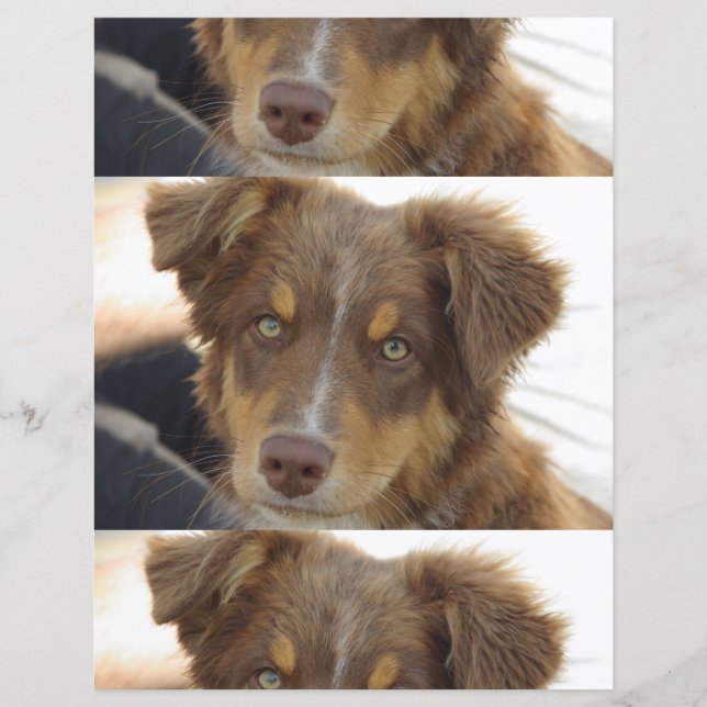 aussie red tri pup (Front)