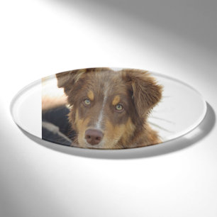 aussie red tri pup name tag