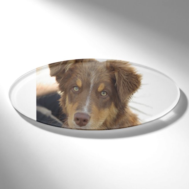 aussie red tri pup name tag (Front)