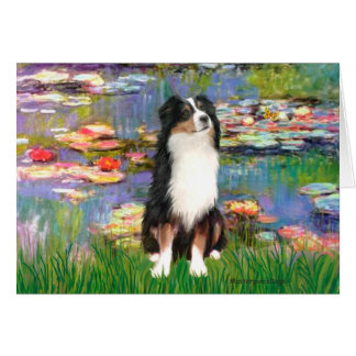 Aussie Shep 2 - Garden