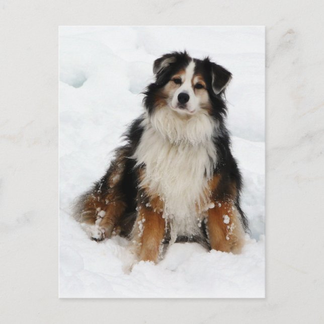 Aussie Shepherd Dog in Snow Postcard (Front)