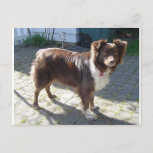 Aussie_Shepherd_Red tri full Postcard