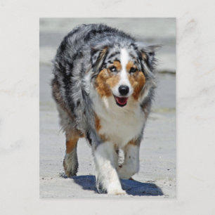 Aussies - 1st Day of Summer Beach Stroll Postcard