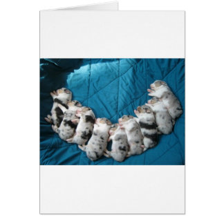 aussies make me smile