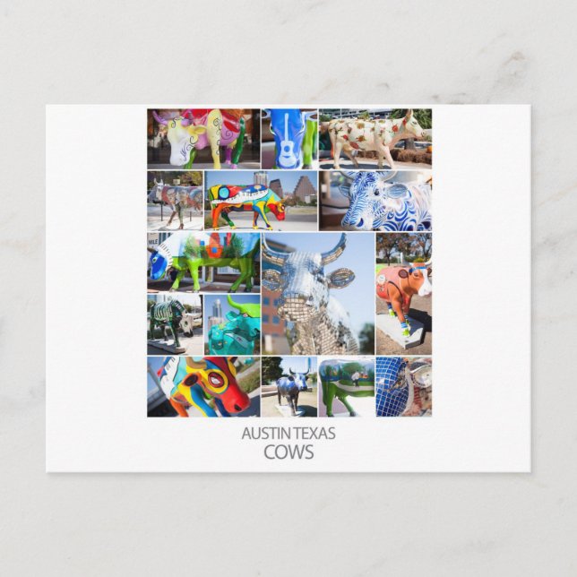 Austin Texas Cows Postcard (Front)