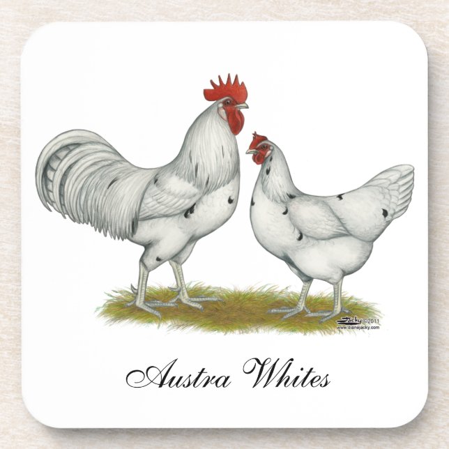 Austra White Chickens Coaster (Front)