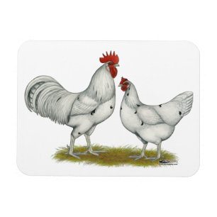 Austra White Chickens Magnet