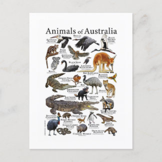 Australia Animals Chart Postcard