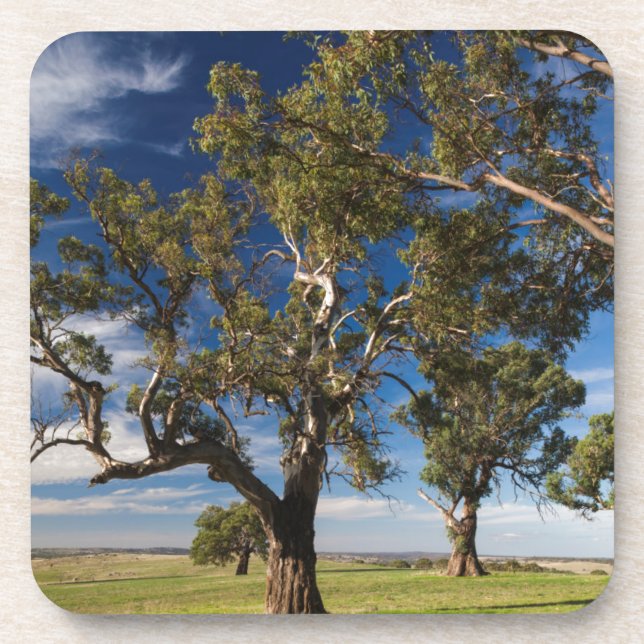 Australia, Barossa Valley, Mount Pleasant Coaster (Front)