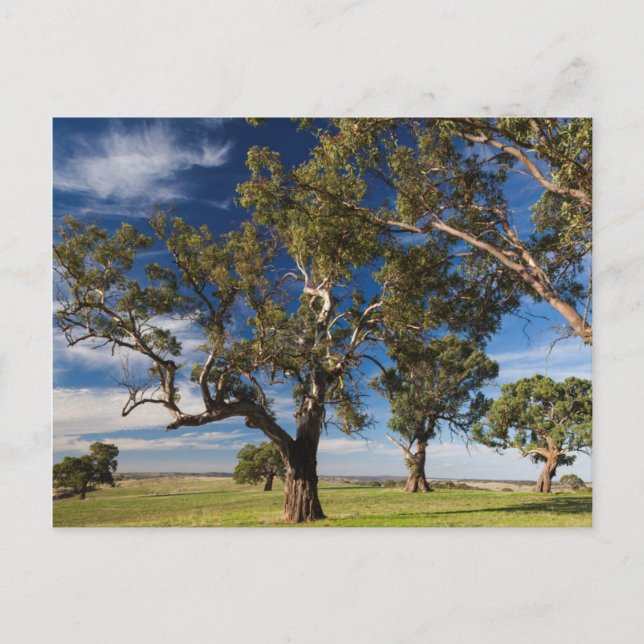 Australia, Barossa Valley, Mount Pleasant Postcard (Front)