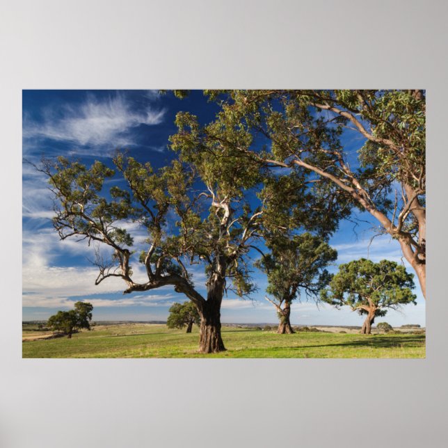 Australia, Barossa Valley, Mount Pleasant Poster (Front)