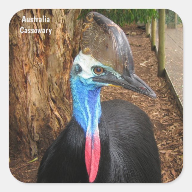 Australia Cassowary Bird Square Sticker (Front)