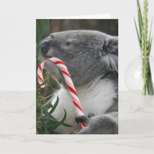Australia Christmas Koala Bear Holiday Card