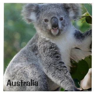 Australia: Cute cuddly Australian koala Tile