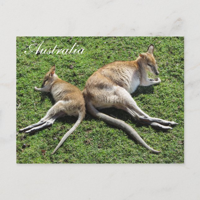 Australia Cute Wallaby Postcard (Front)
