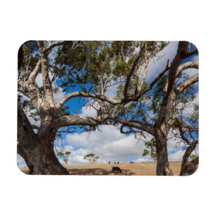 Australia, Fleurieu Peninsula, Normanville Magnet